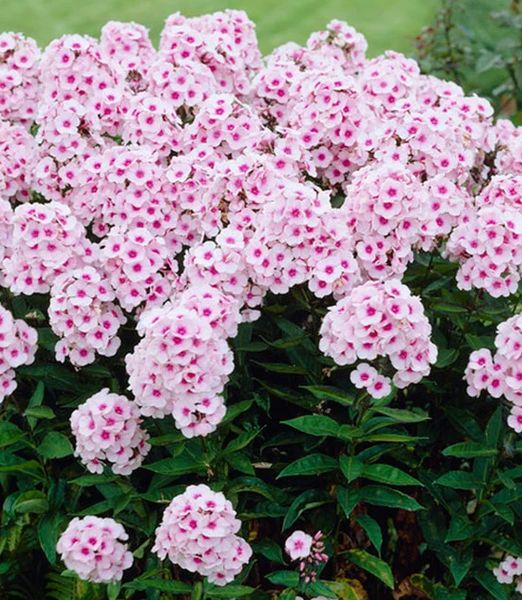 Phlox paniculata 'Bright Eyes' 